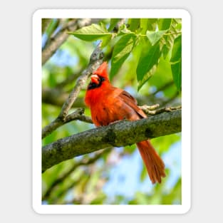 Cheeky Cardinal Photograph Magnet